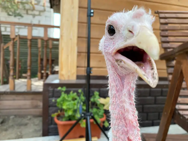 Индюшонок на даче Ирины Фишбух. Фото из личного архива героини