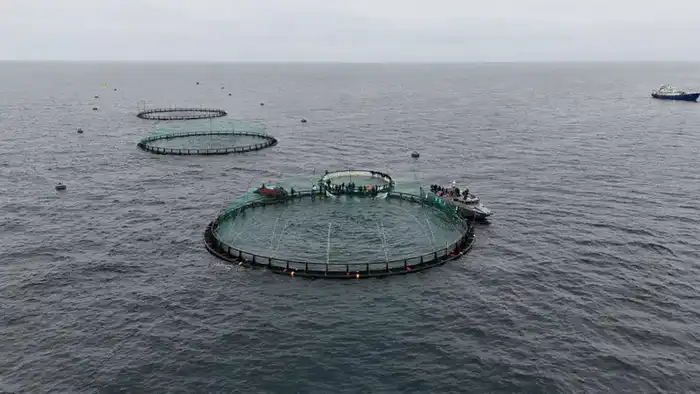 Морские горизонты: в Мангистау начинается аквакультурная эволюция Центральной Азии Астане