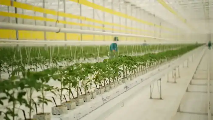 Тепличный комплекс мощностью 27 000 тонн овощной продукции в год запустили в Туркестанской области (2)