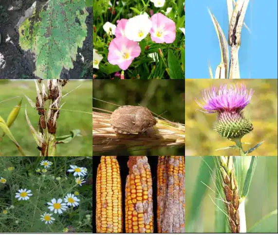 Обсуждение введения обязательного карантинного сертификата для подкарантинной продукции в Казахстане Астане