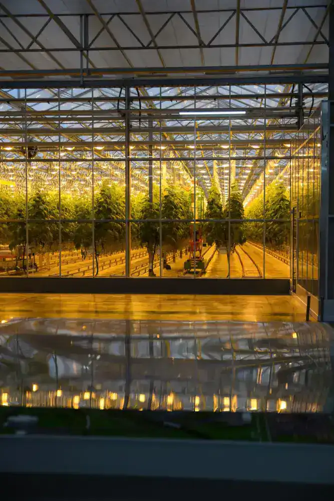 Тепличный комплекс «Зеленый Север» на пути к расширению: новые мощности на 4,5 тыс. тонн в год Астане