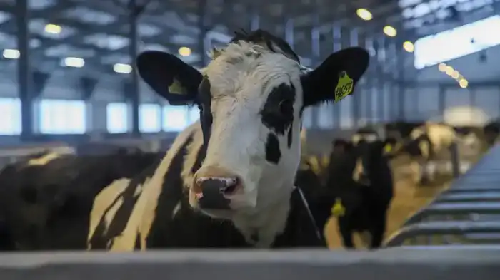 В ВКО состоялось открытие новой молочно-товарной фермы на 1075 голов (7)