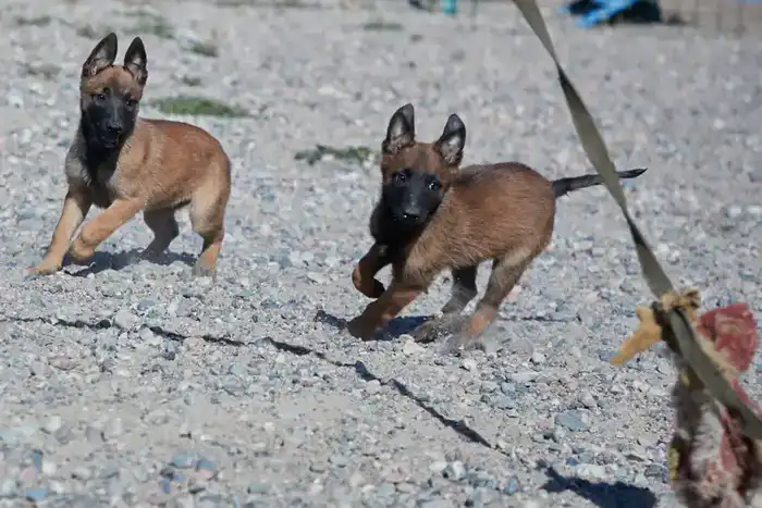 Нацгвардия принимает 42 щенка для подготовки к службе безопасности страны Астане