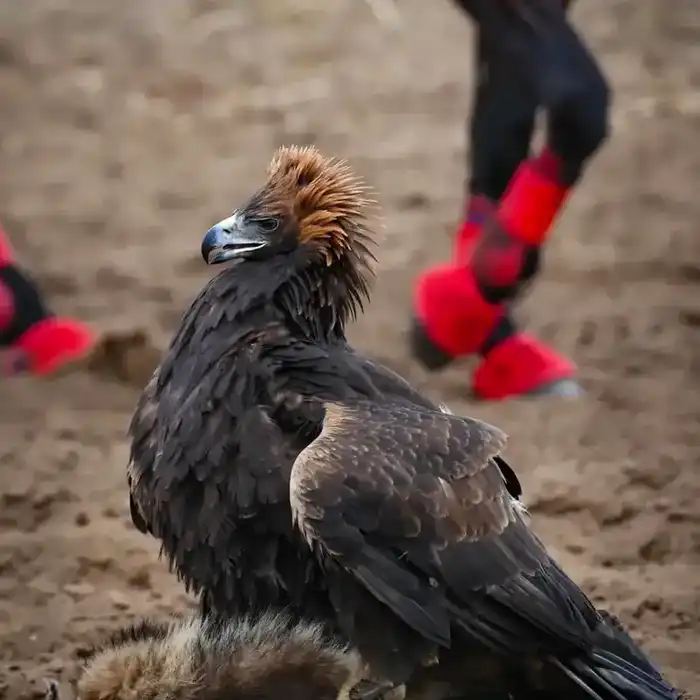 В Актобе отметили День «Салбурын», посвященный национальным видам спорта (8)