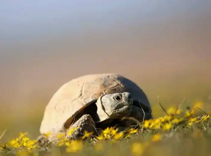 Запрет на использование среднеазиатской черепахи в Казахстане до 2040 года Астане