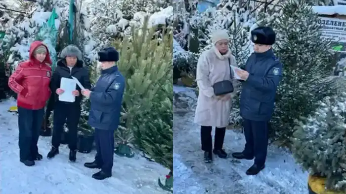 Акция по охране хвойных деревьев в Алматы с 15 по 31 декабря Астане