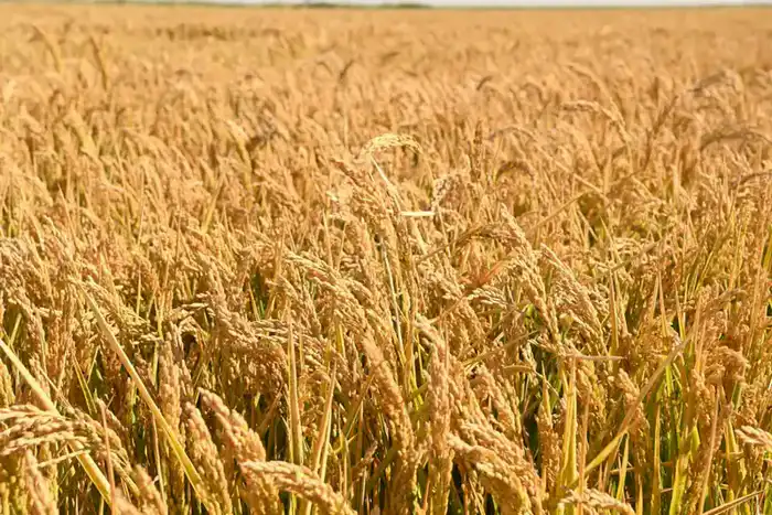 В Кызылординской области запущены новые проекты для увеличения сельскохозяйственного производства Астане