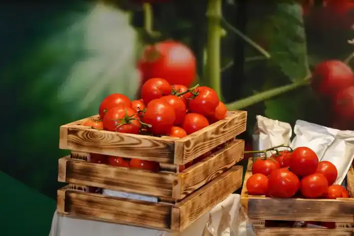 Овощная фабрика в Шымкенте: 36 тысяч тонн в год! Астане