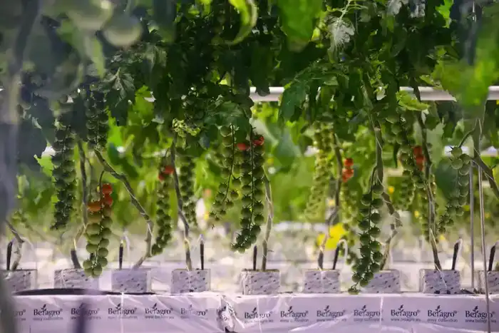 Тепличный комплекс «Зеленый Север» планирует расширение производственных мощностей до 4,5 тыс.тонн продукции в год (3)