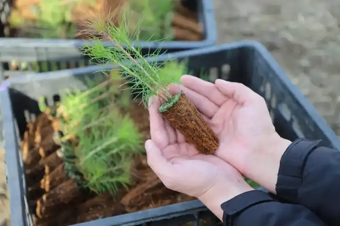 Итоги года в Жетісу: в рамках программы «Таза Қазақстан» создано 11 новых парков и 5 скверов (6)