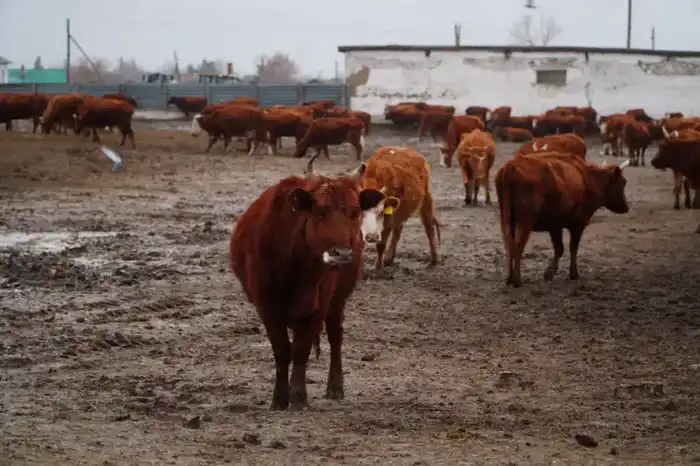 В Ерейментауском районе закладывают основы мясного теремка с инвестициями в 15,5 млрд тенге Астане