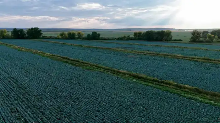 Казахстан: рекордный урожай картофеля в 2025 Астане