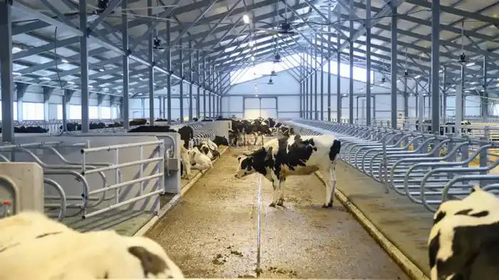 В ВКО состоялось открытие новой молочно-товарной фермы на 1075 голов (5)