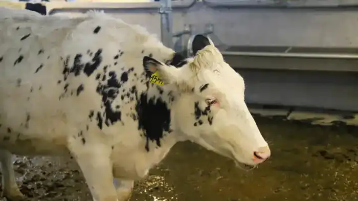 В ВКО состоялось открытие новой молочно-товарной фермы на 1075 голов (6)