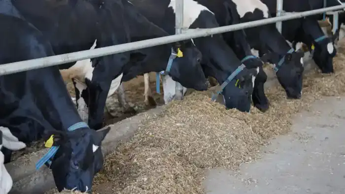 Казахстан усиливает продовольственную безопасность через увеличение производства переработанного молока и мяса птицы Астане