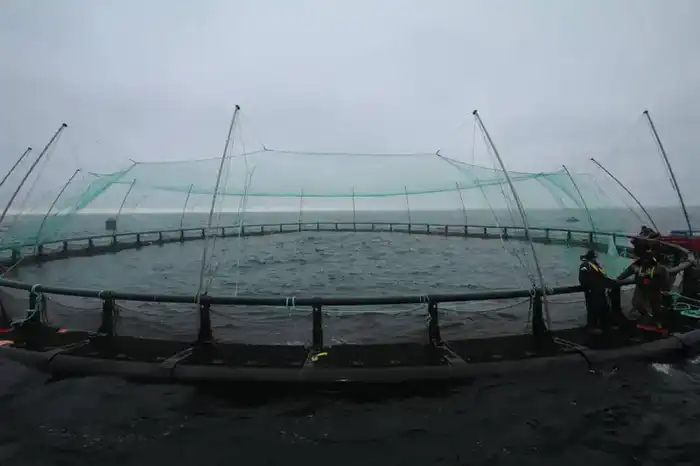 В Мангистауской области реализуется первый в Центральной Азии морской аквакультурный проект (5)