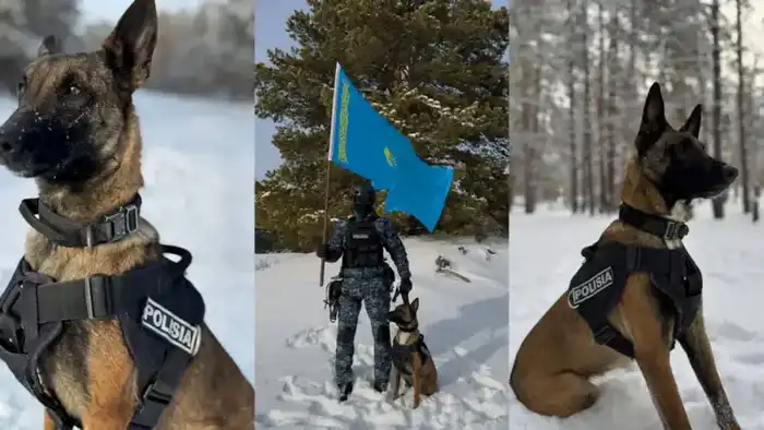 Служебные собаки раскрыли 28 преступлений в области Абай, проверив 376 учреждений на взрывчатые вещества Астане