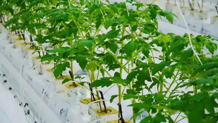 Теплица на просторах Туркестана: урожайная мечта о 27 000 тоннах овощей ежегодно Астане