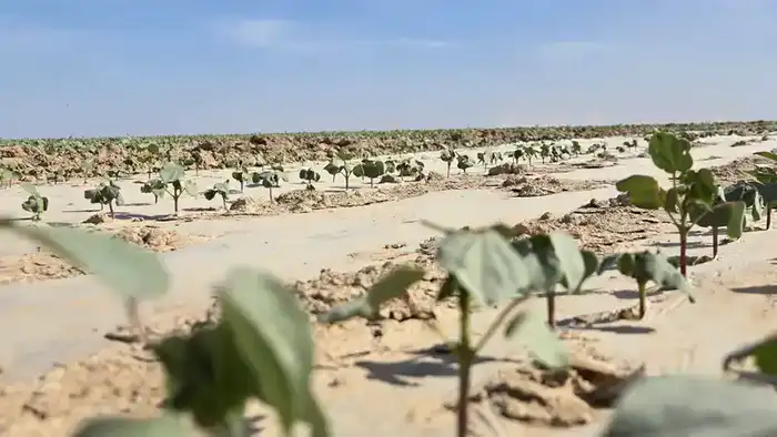 Казахстан запускает международный кластер по переработке хлопка в Туркестанской области Астане