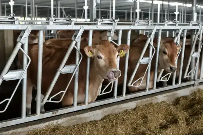 Инвестиции в 200 млрд тенге: последствия для развития животноводства до 2030 года Астане