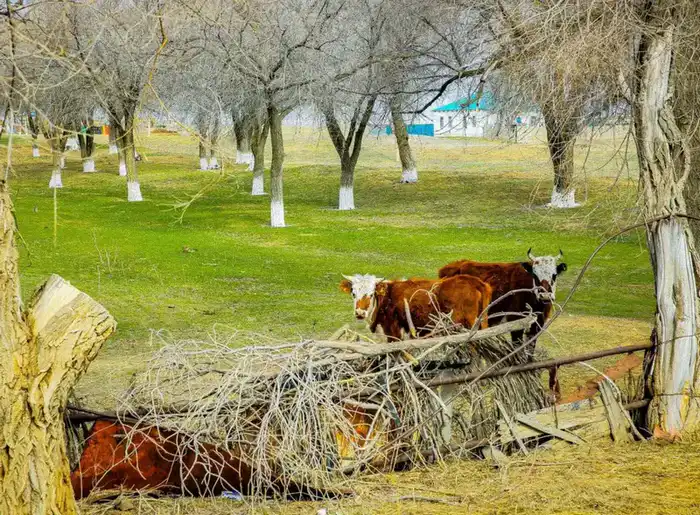 Поголовье скота в Актюбинской области выросло на 7% благодаря господдержке Астане