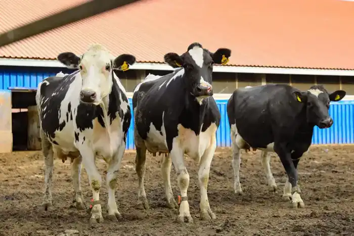 Поголовье скота в Актюбинской области выросло на 7% благодаря господдержке (3)