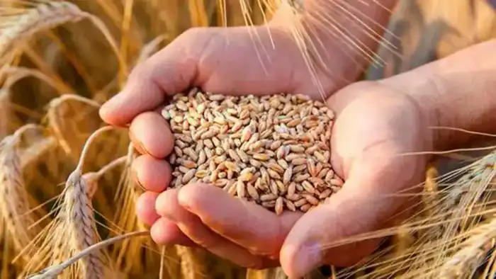 Рост экспорта зерна из Казахстана: влияние на экономику и сельское хозяйство страны Астане