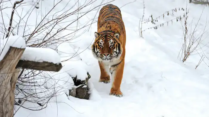 Тигры в Казахстане: соседство с хищниками или шанс на выживание? Астане