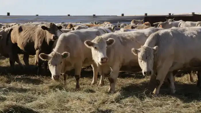 Карагандинские фермеры готовы к зимовке скота Астане