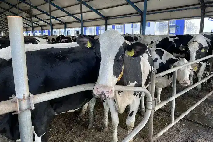 Инвестиции в молочное производство Костанайской области способствуют устойчивому развитию сельского хозяйства. Астане