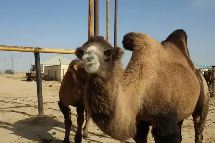 Сельскохозяйственный урожай Мангистау: 38 млрд тенге — плоды роста и инвестиционных надежд Астане