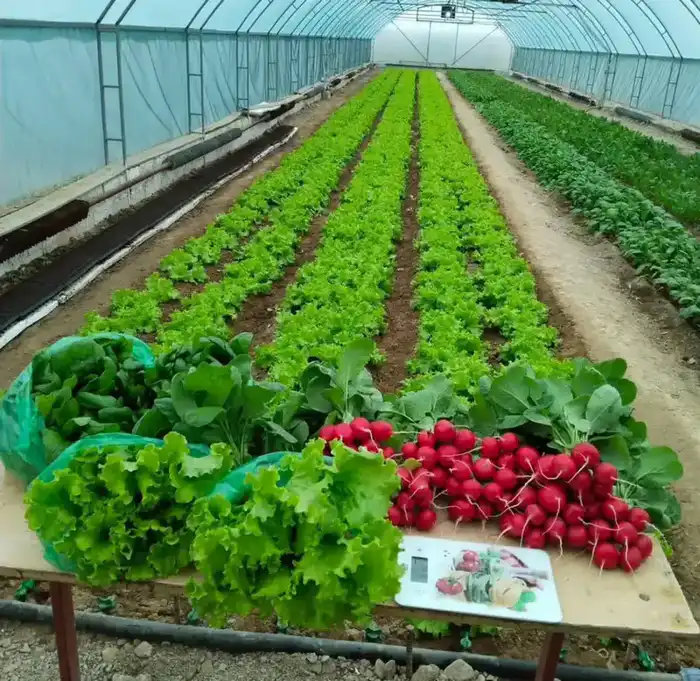 Объём сельскохозяйственной продукции в Мангистауской области достиг 38 млрд тенге (3)