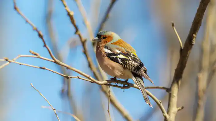 Погода в Алматы: как холодные дни влияют на повседневную жизнь горожан Астане