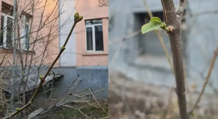 зима в Алматы