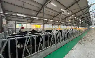 15 New Investment Projects in Livestock Sector to Launch in Kostanay Region by 2026
