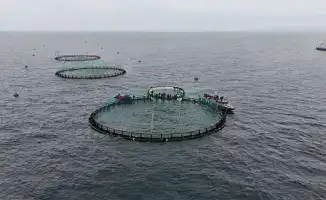 Морские горизонты: в Мангистау начинается аквакультурная эволюция Центральной Азии