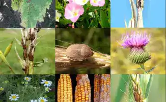 Обсуждение введения обязательного карантинного сертификата для подкарантинной продукции в Казахстане