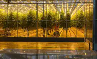 Тепличный комплекс «Зеленый Север» на пути к расширению: новые мощности на 4,5 тыс. тонн в год