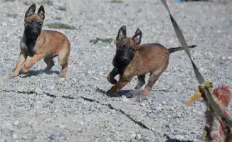 Нацгвардия принимает 42 щенка для подготовки к службе безопасности страны