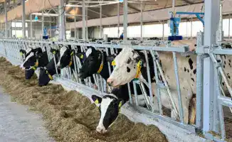 Молочно-товарную ферму на 1 075 голов ввели в эксплуатацию в ВКО