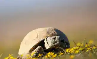 Запрет на использование среднеазиатской черепахи в Казахстане до 2040 года