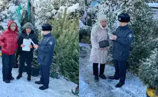 Акция по охране хвойных деревьев в Алматы с 15 по 31 декабря