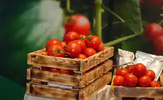 Овощная фабрика в Шымкенте: 36 тысяч тонн в год!