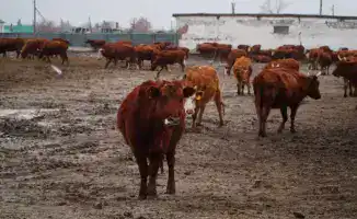 В Ерейментауском районе закладывают основы мясного теремка с инвестициями в 15,5 млрд тенге