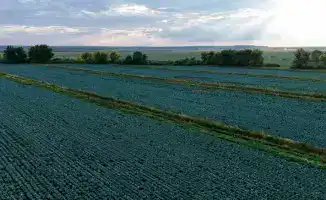 Казахстан: рекордный урожай картофеля в 2025