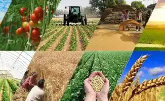 Казахстан: Виртуальная конференция по фитосанитарии