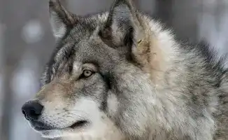 Разрешение на изъятие волков и шакалов в Казахстане с 5 января 2026 года