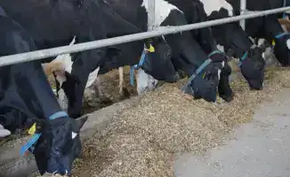 Казахстан усиливает продовольственную безопасность через увеличение производства переработанного молока и мяса птицы