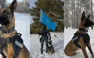 Служебные собаки раскрыли 28 преступлений в области Абай, проверив 376 учреждений на взрывчатые вещества