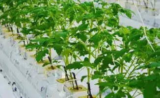 Теплица на просторах Туркестана: урожайная мечта о 27 000 тоннах овощей ежегодно